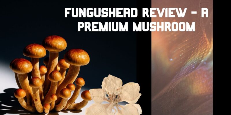 Exploring Fungushead: Premium Mushroom Spores and Cultures